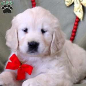 Wendy, English Cream Golden Retriever Puppy