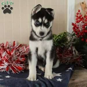 Wendy, Siberian Husky Puppy