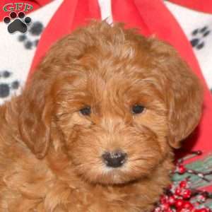 Wendy, Mini Labradoodle Puppy