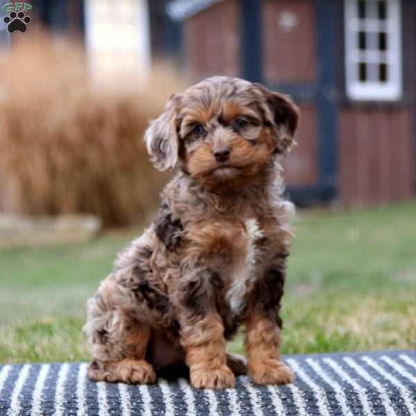 Wendy, Cockapoo Puppy