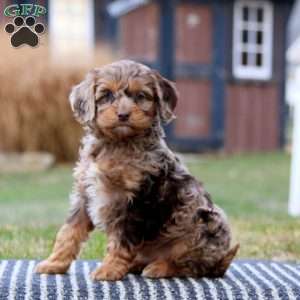 Wendy, Cockapoo Puppy