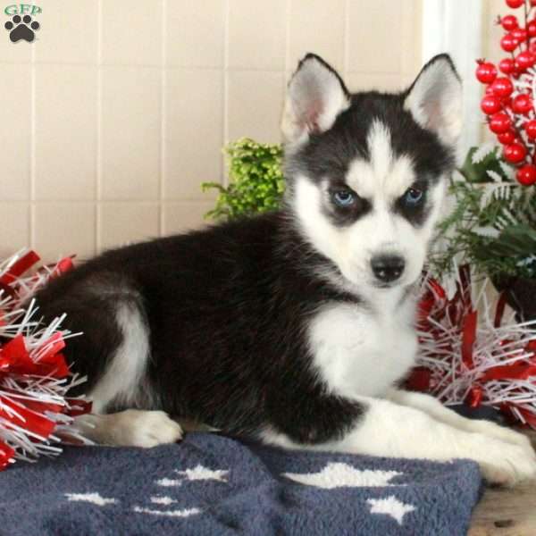 Wesley, Siberian Husky Puppy