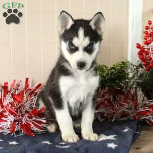 Wesley, Siberian Husky Puppy