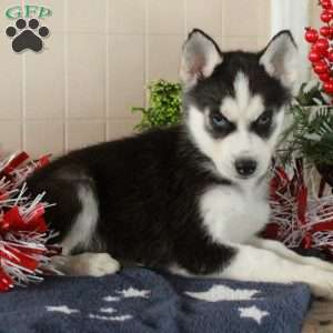 Wesley, Siberian Husky Puppy