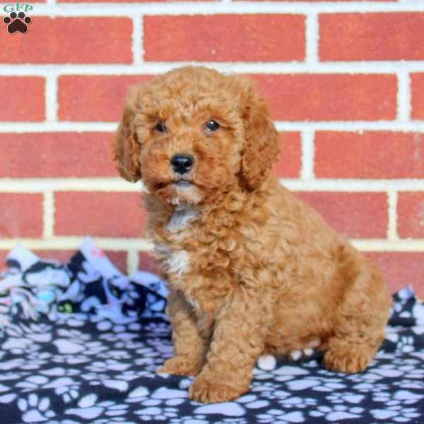 Weston, Mini Goldendoodle Puppy