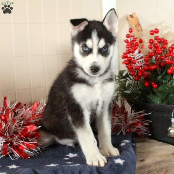 Whirley, Siberian Husky Puppy