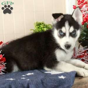 Whirley, Siberian Husky Puppy