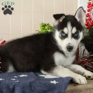 Whirley, Siberian Husky Puppy