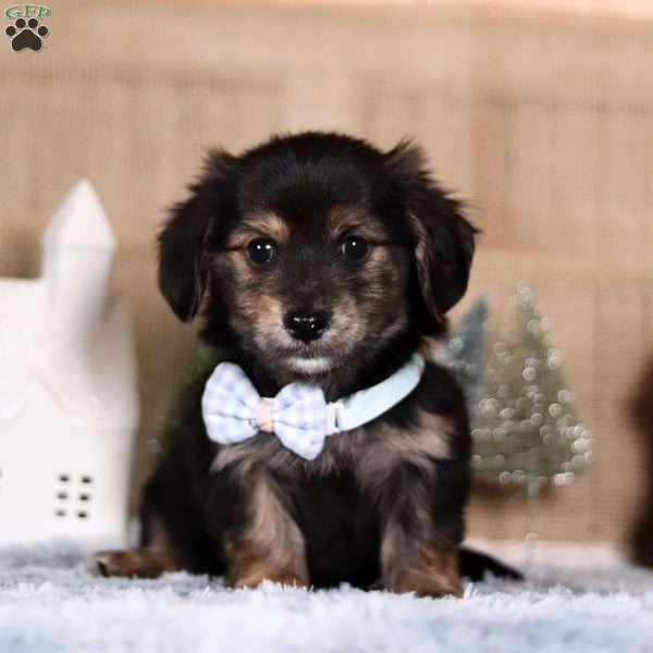 Whistler, Dachshund Mix Puppy