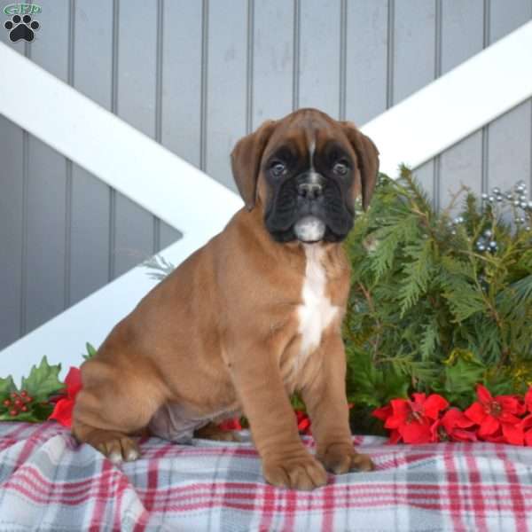 Wilder, Boxer Puppy