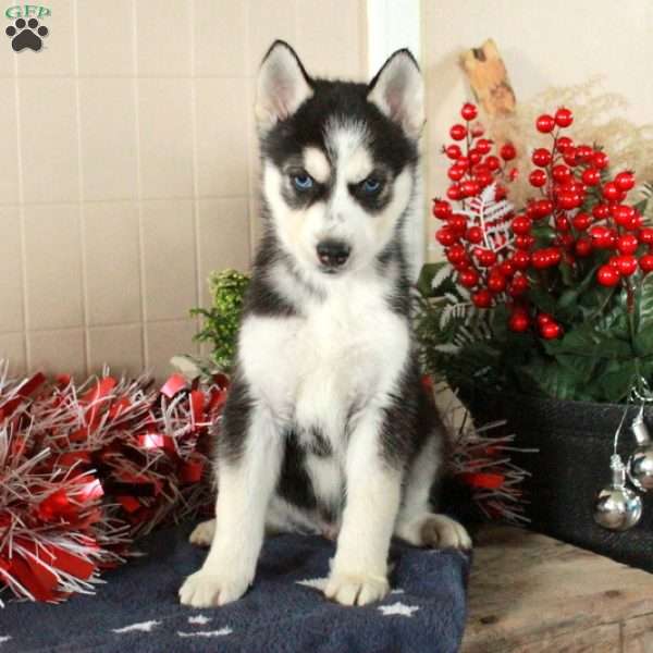 Wiley, Siberian Husky Puppy