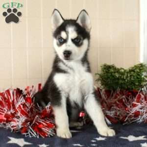 Wiley, Siberian Husky Puppy