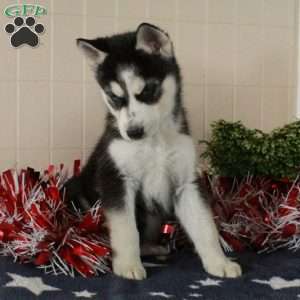 Wiley, Siberian Husky Puppy