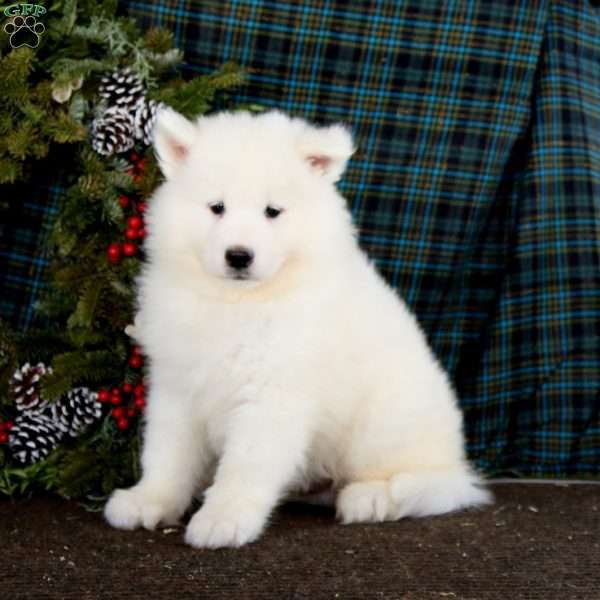 Will, Samoyed Puppy