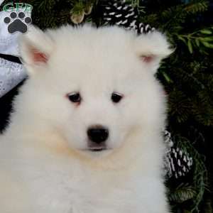 Will, Samoyed Puppy