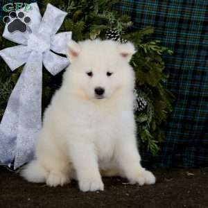 Will, Samoyed Puppy