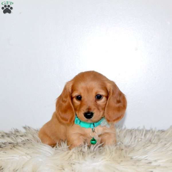 Willow, Dachshund Puppy