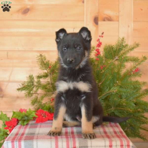 Willow, German Shepherd Puppy