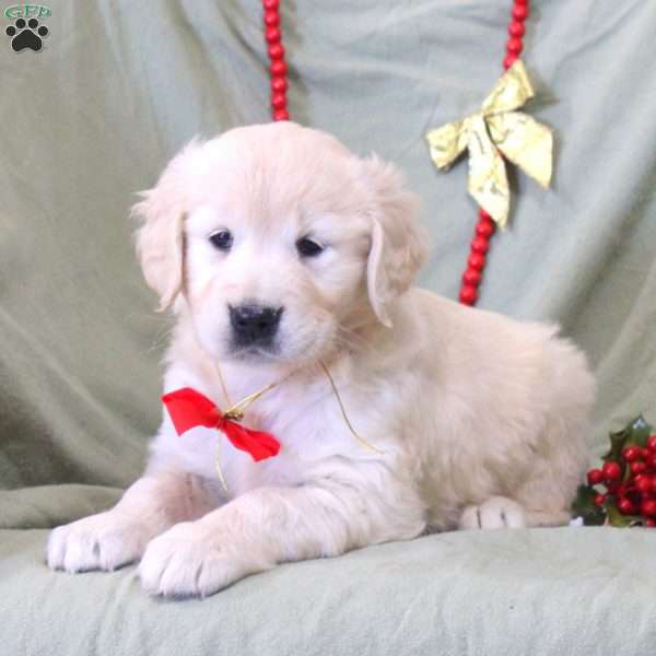 Willow, English Cream Golden Retriever Puppy