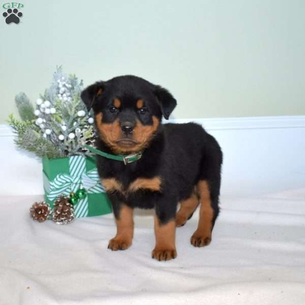 Willow, Rottweiler Puppy