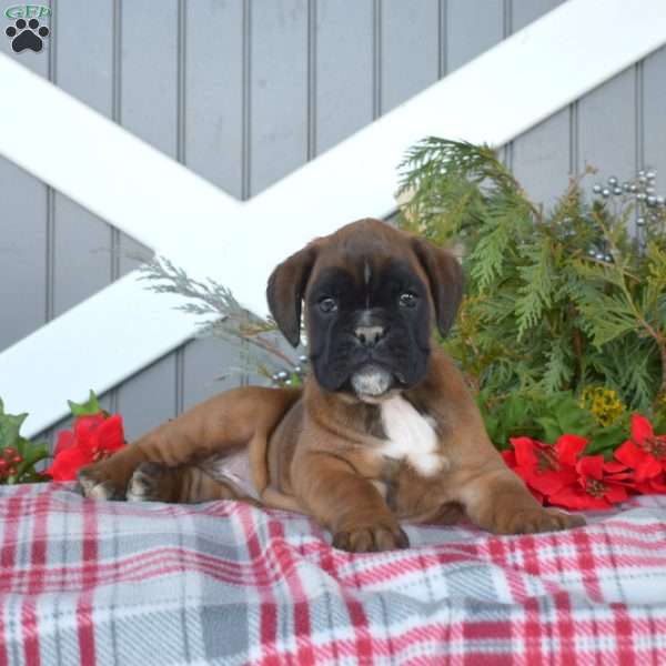 Willow, Boxer Puppy