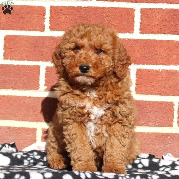 Willow, Mini Goldendoodle Puppy