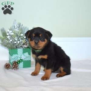 Willow, Rottweiler Puppy