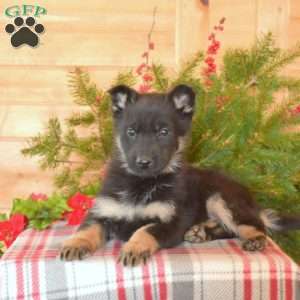 Willow, German Shepherd Puppy