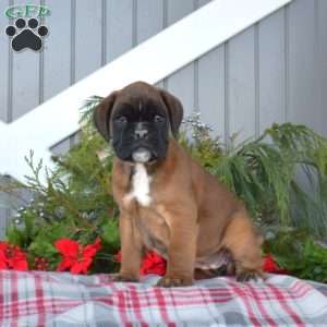 Willow, Boxer Puppy