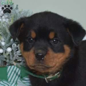 Willow, Rottweiler Puppy