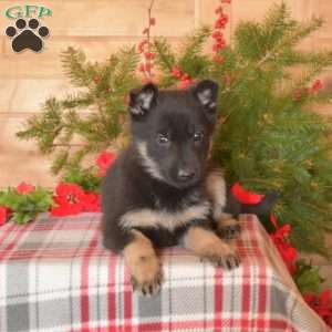 Willow, German Shepherd Puppy