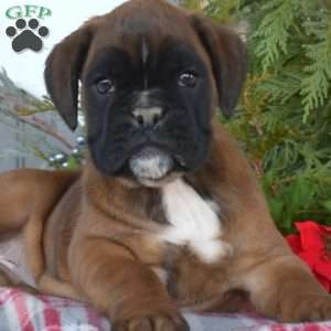 Willow, Boxer Puppy