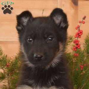 Willow, German Shepherd Puppy