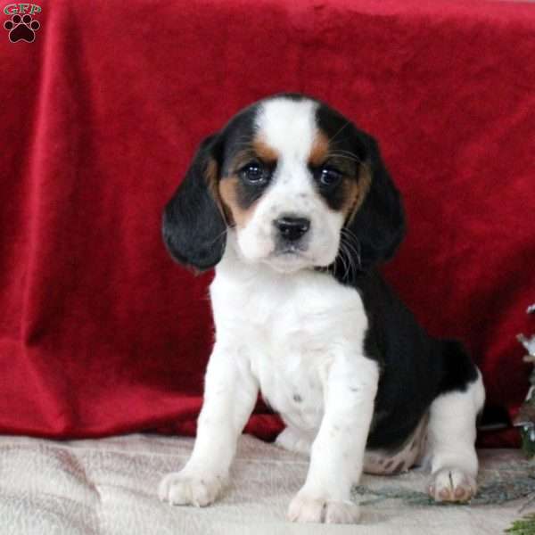 Willow, Beaglier Puppy