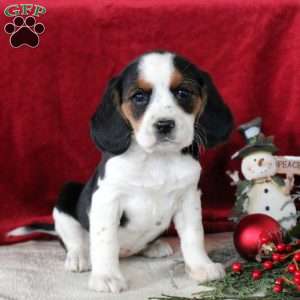 Willow, Beaglier Puppy