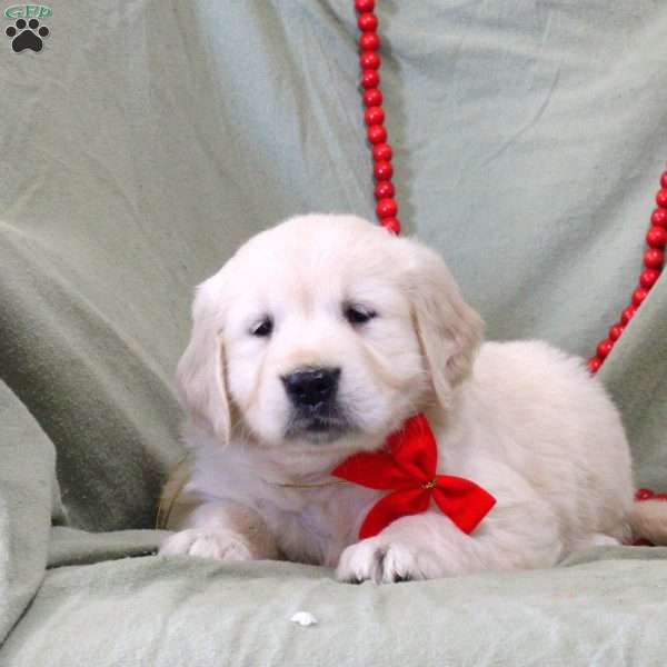 Wilma, English Cream Golden Retriever Puppy