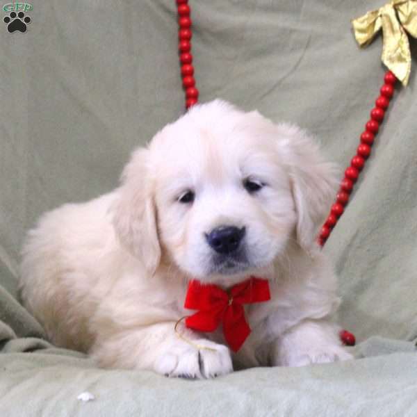 Wilson, English Cream Golden Retriever Puppy