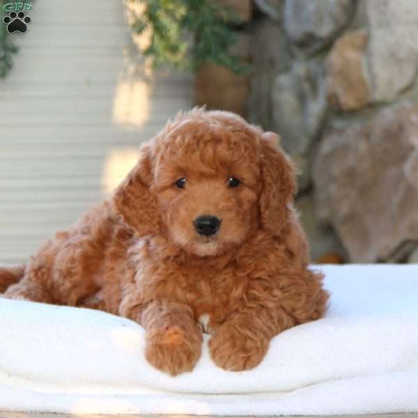 Winnie (F1B), Mini Goldendoodle Puppy