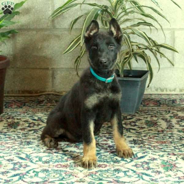 Winnie, German Shepherd Puppy