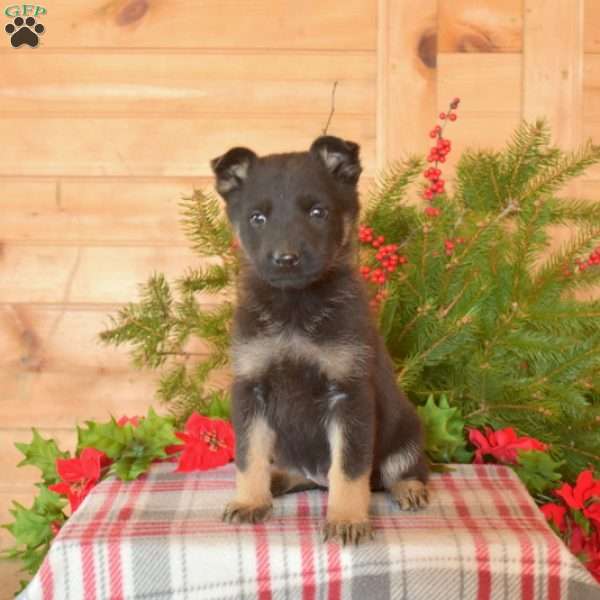 Winnie, German Shepherd Puppy