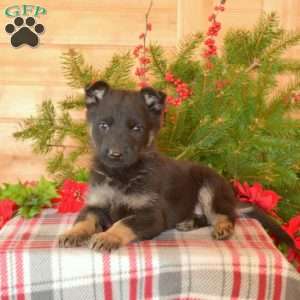 Winnie, German Shepherd Puppy