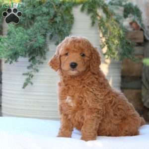 Winnie (F1B), Mini Goldendoodle Puppy