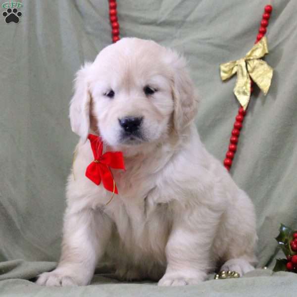 Winona, English Cream Golden Retriever Puppy