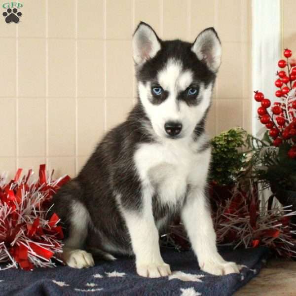 Winona, Siberian Husky Puppy