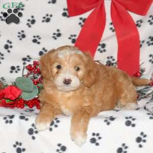 Winona, Mini Labradoodle Puppy