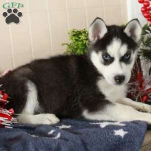 Winona, Siberian Husky Puppy