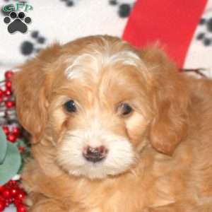 Winona, Mini Labradoodle Puppy