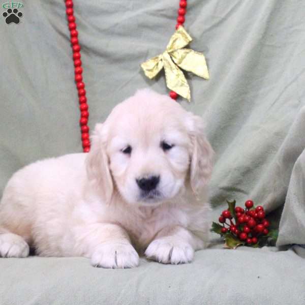 Winston, English Cream Golden Retriever Puppy