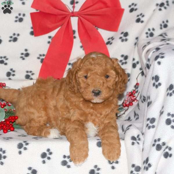 Winston, Mini Labradoodle Puppy