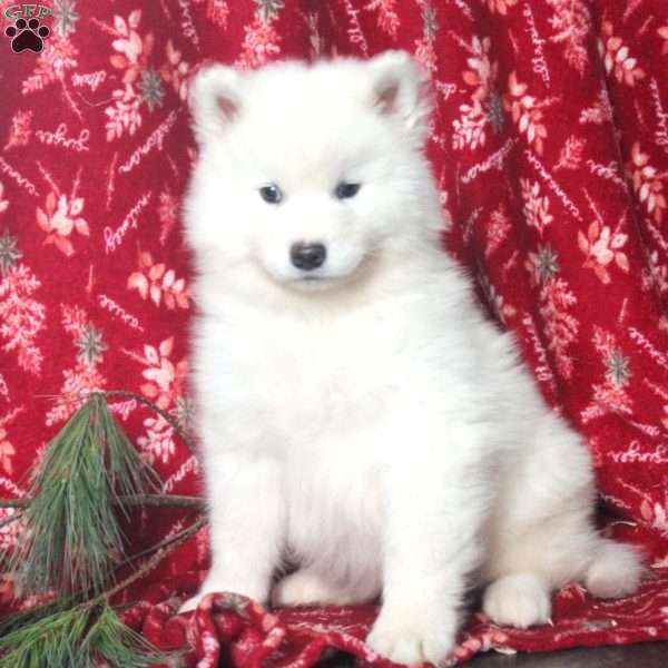 Winston, Samoyed Puppy